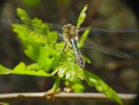 Cordulia aenea, Gemeine Smaragdlibelle