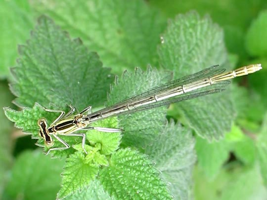 Blaue Federlibelle, Platycnemis pennipes