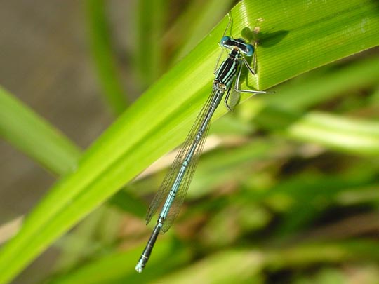 Blaue Federlibelle, Platycnemis pennipes