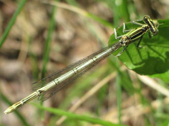 Blaue Federlibelle, Platycnemis pennipes