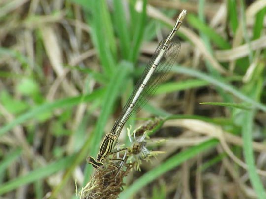 Blaue Federlibelle, Platycnemis pennipes