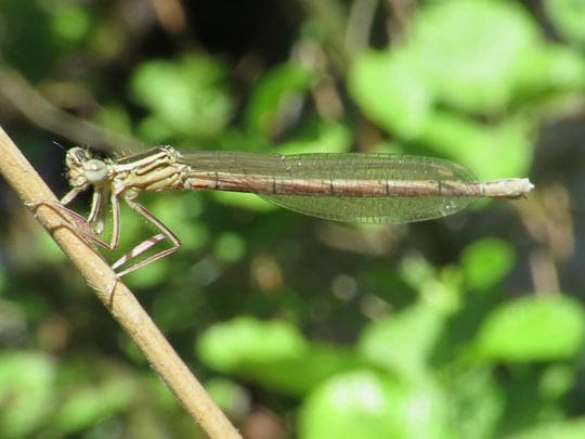 Blaue Federlibelle, Platycnemis pennipes