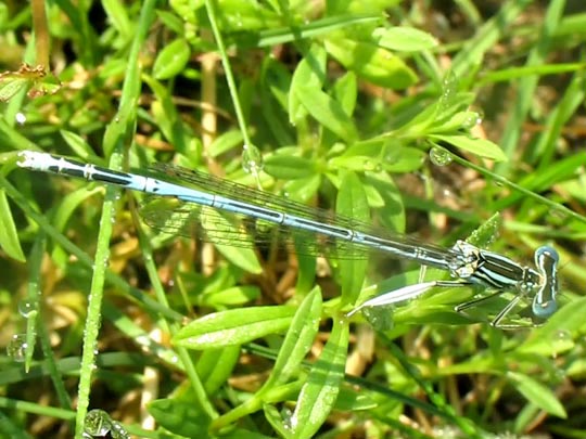 Blaue Federlibelle, Platycnemis pennipes