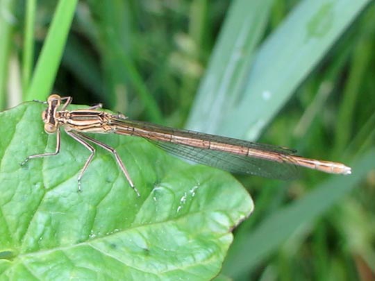 Blaue Federlibelle, Platycnemis pennipes