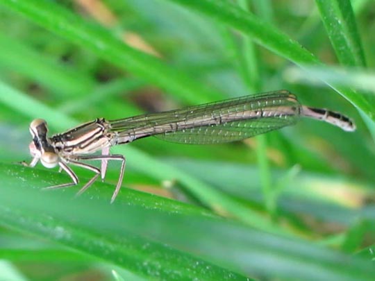 Blaue Federlibelle, Platycnemis pennipes