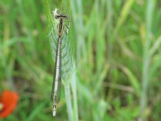 Blaue Federlibelle, Platycnemis pennipes