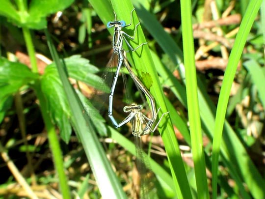 Blaue Federlibelle, Platycnemis pennipes