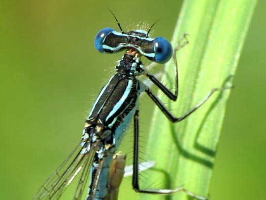 Blaue Federlibelle, Platycnemis pennipes