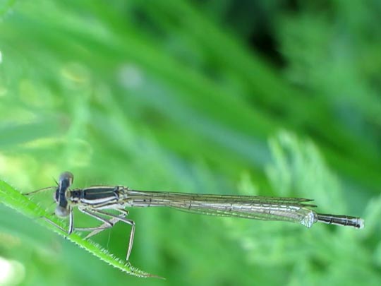 Blaue Federlibelle, Platycnemis pennipes