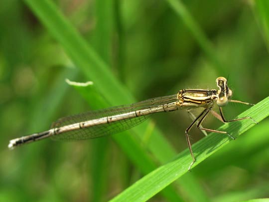 Blaue Federlibelle, Platycnemis pennipes