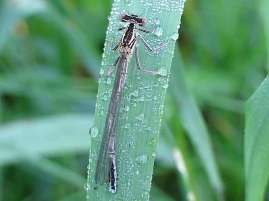 Blaue Federlibelle, Platycnemis pennipes