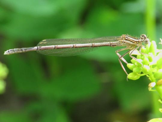 Blaue Federlibelle, Platycnemis pennipes