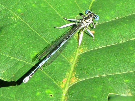 Blaue Federlibelle, Platycnemis pennipes