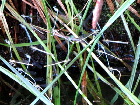 Blaue Federlibelle, Platycnemis pennipes