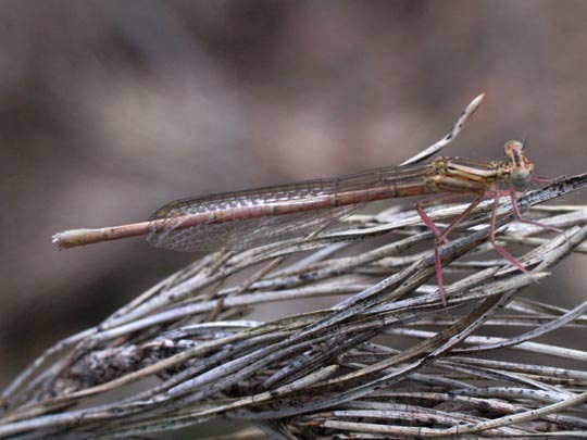 Blaue Federlibelle, Platycnemis pennipes