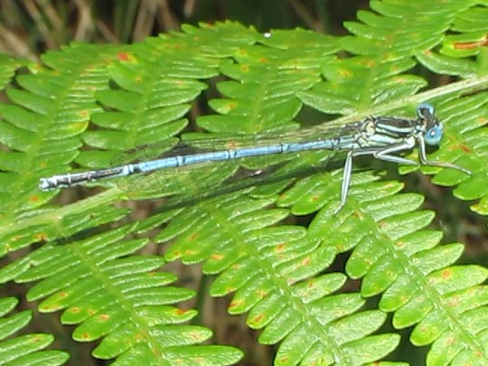 Blaue Federlibelle, Platycnemis pennipes