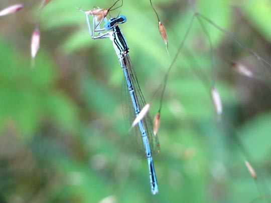 Blaue Federlibelle, Platycnemis pennipes