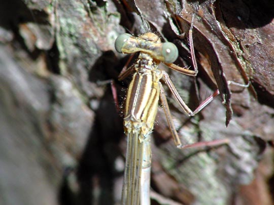 Blaue Federlibelle, Platycnemis pennipes