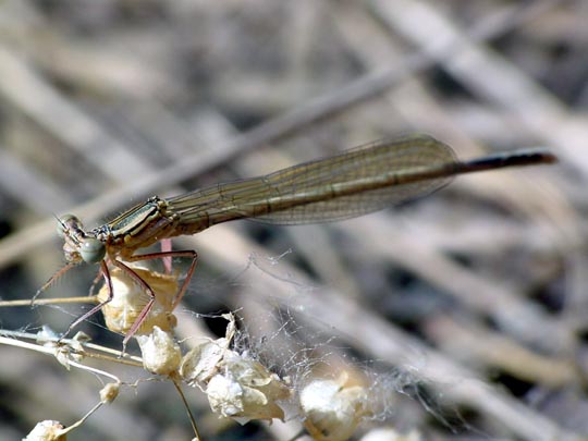 Blaue Federlibelle, Platycnemis pennipes