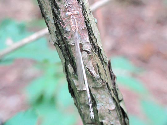 Blaue Federlibelle, Platycnemis pennipes