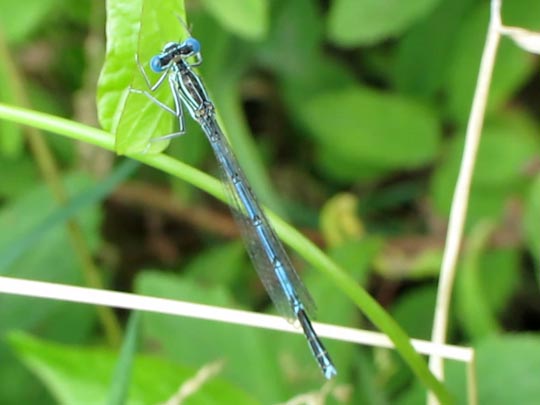 Blaue Federlibelle, Platycnemis pennipes