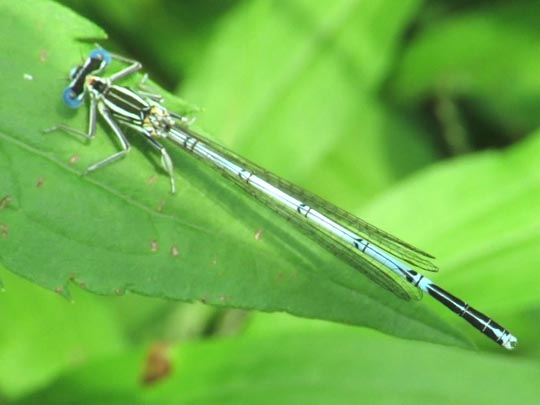 Blaue Federlibelle, Platycnemis pennipes