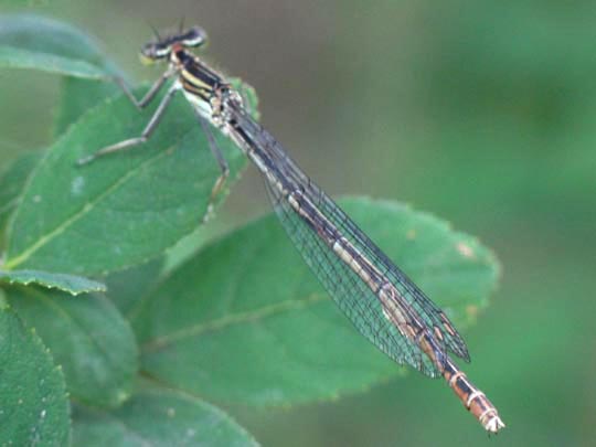 Blaue Federlibelle, Platycnemis pennipes