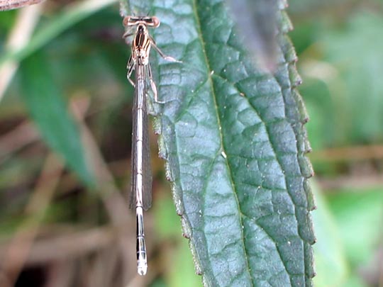 Blaue Federlibelle, Platycnemis pennipes