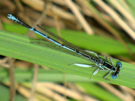 Blaue Federlibelle, Platycnemis pennipes