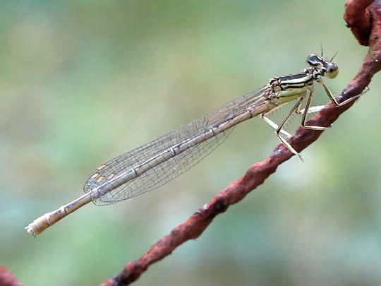 Blaue Federlibelle, Platycnemis pennipes