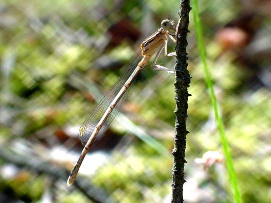 Blaue Federlibelle, Platycnemis pennipes