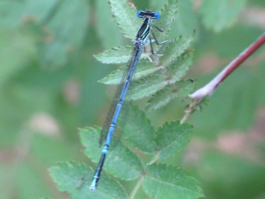 Blaue Federlibelle, Platycnemis pennipes