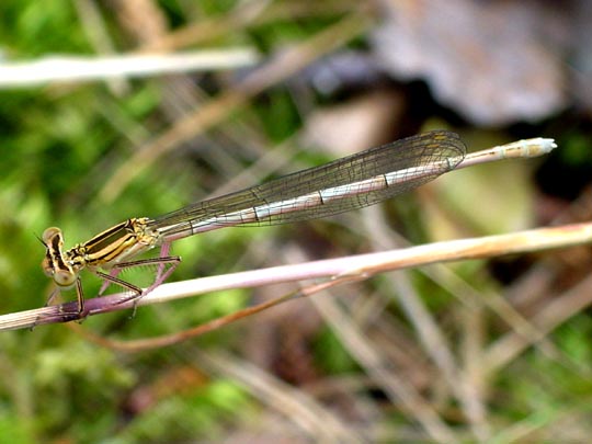 Blaue Federlibelle, Platycnemis pennipes