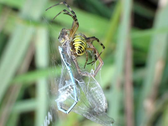 Blaue Federlibelle, Platycnemis pennipes