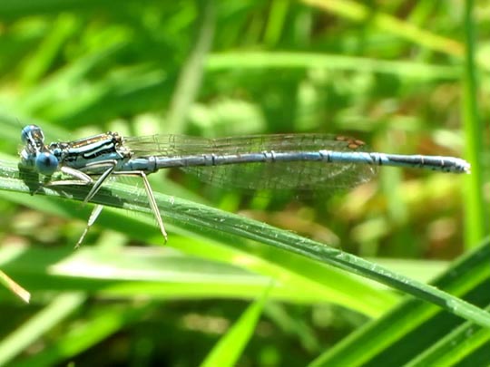 Blaue Federlibelle, Platycnemis pennipes