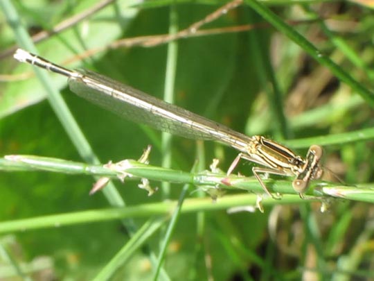 Blaue Federlibelle, Platycnemis pennipes