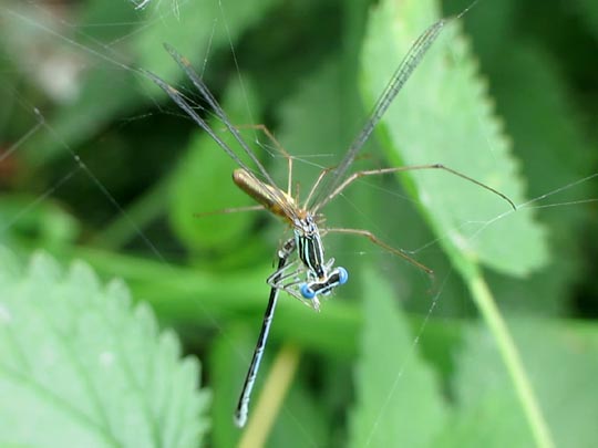 Blaue Federlibelle, Platycnemis pennipes