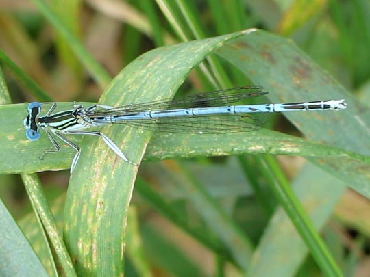 Blaue Federlibelle, Platycnemis pennipes