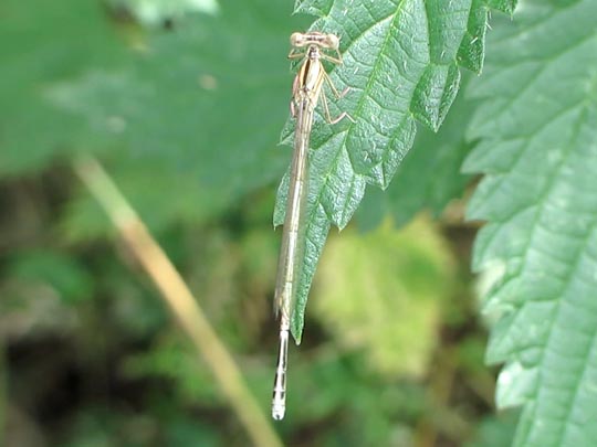 Blaue Federlibelle, Platycnemis pennipes