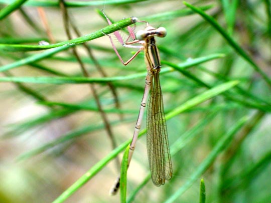 Blaue Federlibelle, Platycnemis pennipes