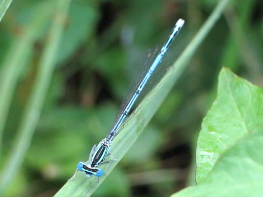 Blaue Federlibelle, Platycnemis pennipes