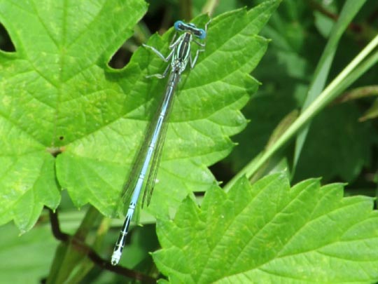 Blaue Federlibelle, Platycnemis pennipes