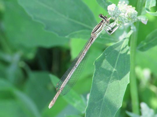 Blaue Federlibelle, Platycnemis pennipes