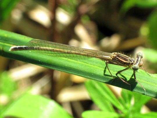 Blaue Federlibelle, Platycnemis pennipes