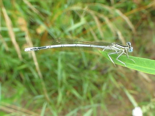 Blaue Federlibelle, Platycnemis pennipes