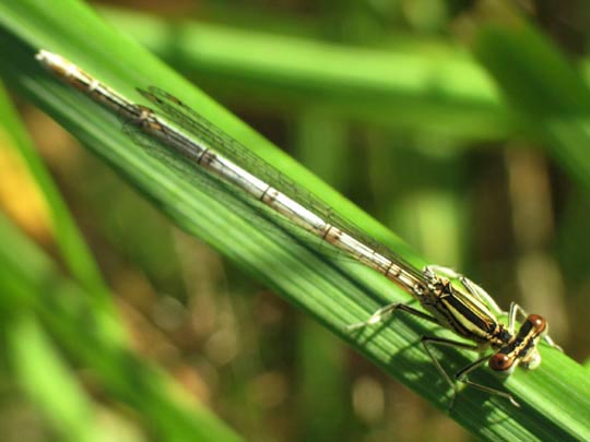 Blaue Federlibelle, Platycnemis pennipes