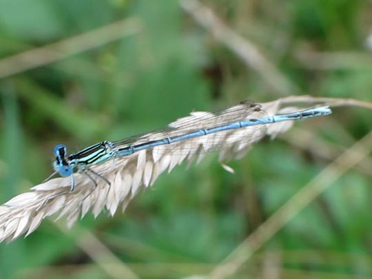 Blaue Federlibelle, Platycnemis pennipes