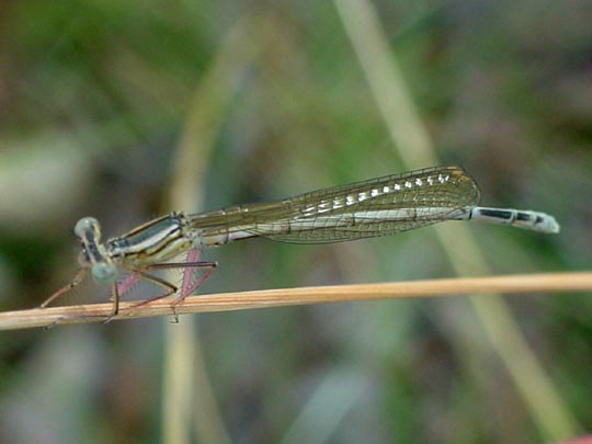 Blaue Federlibelle, Platycnemis pennipes