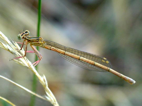 Blaue Federlibelle, Platycnemis pennipes