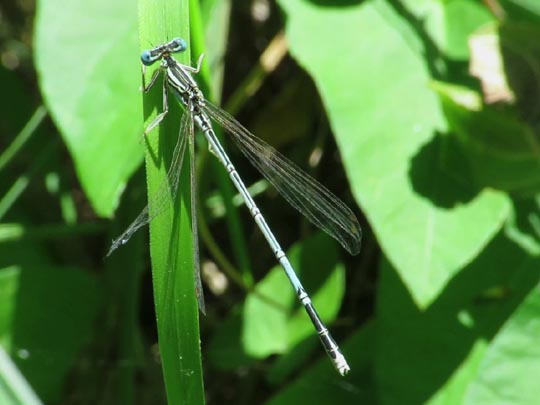 Blaue Federlibelle, Platycnemis pennipes